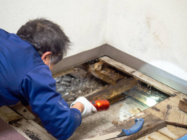 Best Mold Testing  in St Michaels, MD