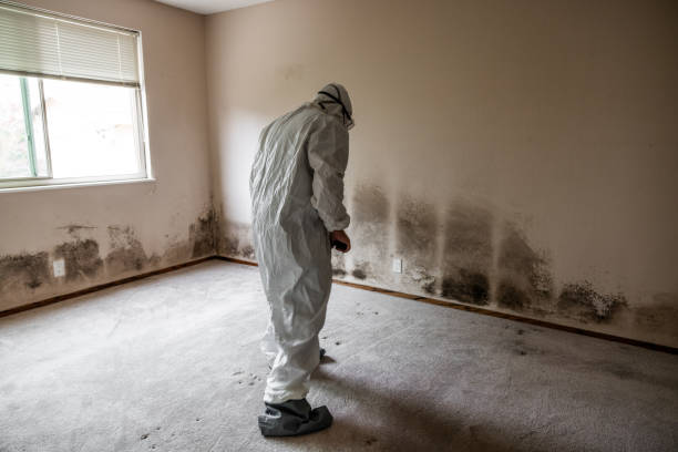 Best Toxic Mold Removal  in St Michaels, MD